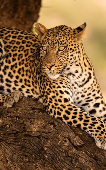 leopard, wildlife, predator Wallpaper 1752x2800