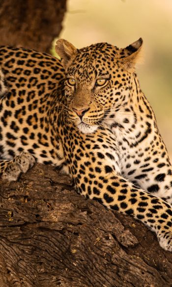leopard, wildlife, predator Wallpaper 1200x2000