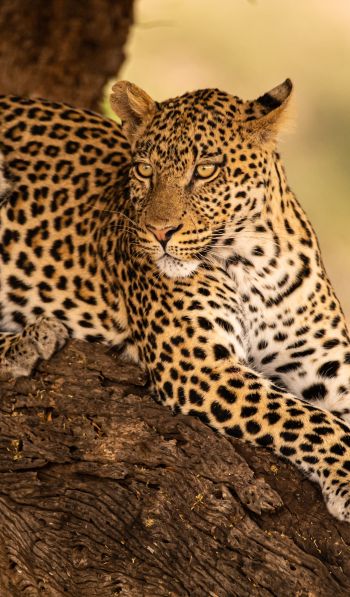 leopard, wildlife, predator Wallpaper 600x1024