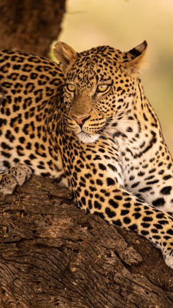 Обои 640x1136 леопард, дикая природа, хищник