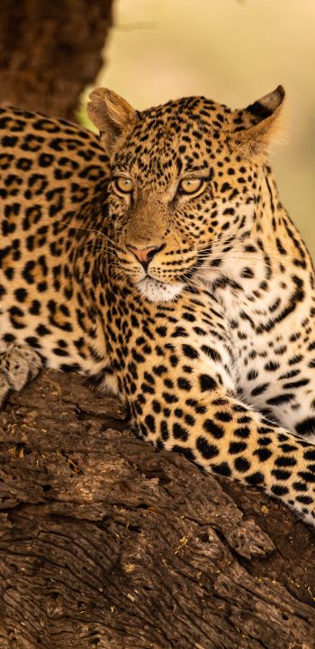 Обои 1440x2960 леопард, дикая природа, хищник