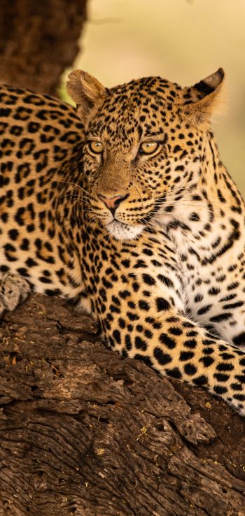 Обои 720x1520 леопард, дикая природа, хищник