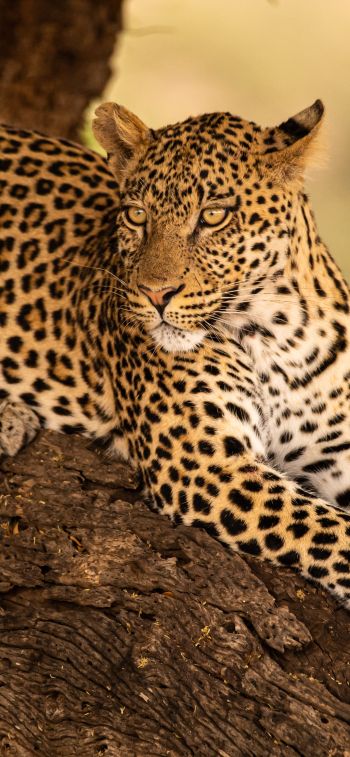 Обои 828x1792 леопард, дикая природа, хищник