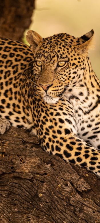Обои 720x1600 леопард, дикая природа, хищник