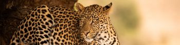 leopard, wildlife, predator Wallpaper 1590x400