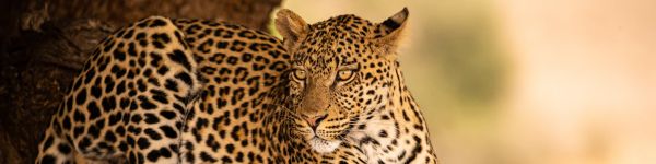 leopard, wildlife, predator Wallpaper 1590x400