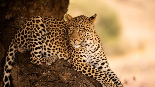 leopard, wildlife, predator Wallpaper 2560x1440
