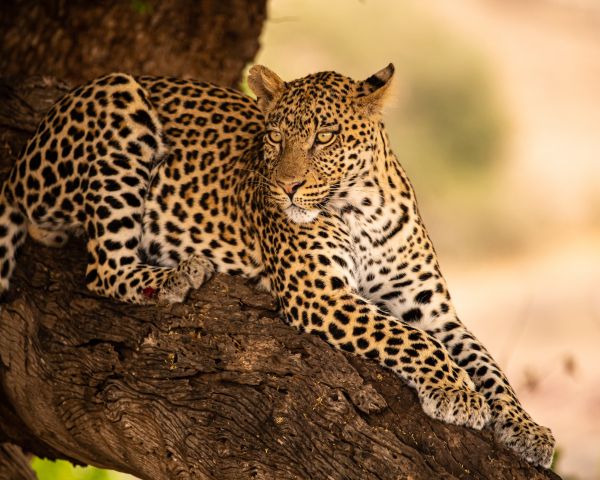 leopard, wildlife, predator Wallpaper 1280x1024