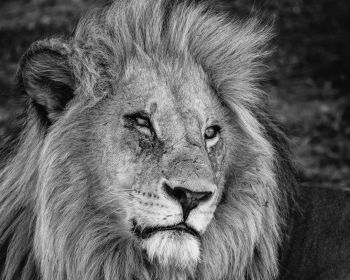 lion, mane, muzzle Wallpaper 1280x1024
