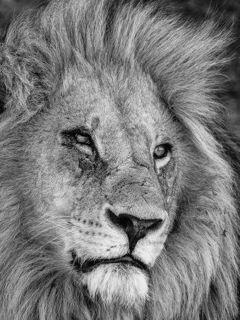 lion, mane, muzzle Wallpaper 1668x2224