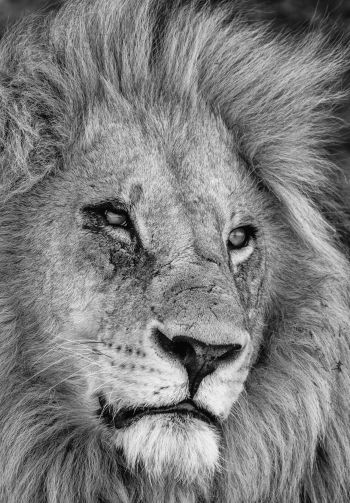 lion, mane, muzzle Wallpaper 1640x2360