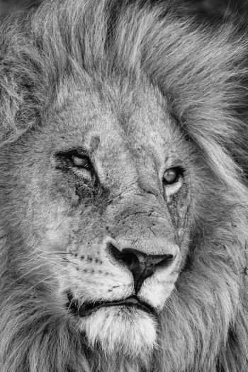 lion, mane, muzzle Wallpaper 640x960
