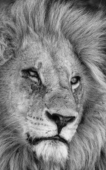 lion, mane, muzzle Wallpaper 1200x1920