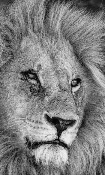 lion, mane, muzzle Wallpaper 1200x2000