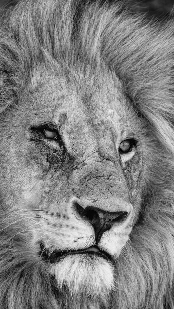 lion, mane, muzzle Wallpaper 750x1334