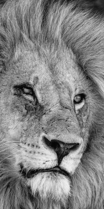 lion, mane, muzzle Wallpaper 720x1440