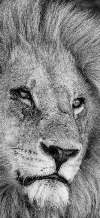 lion, mane, muzzle Wallpaper 1242x2688