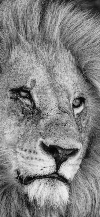 lion, mane, muzzle Wallpaper 1080x2340