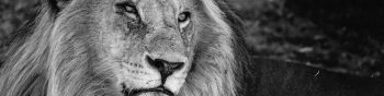 lion, mane, muzzle Wallpaper 1590x400