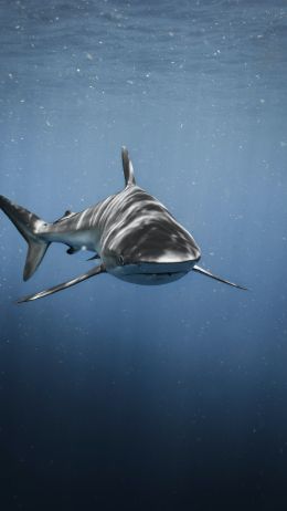 Обои 2160x3840 акула, хищник, подводный мир