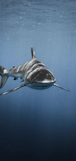 Обои 1080x2280 акула, хищник, подводный мир
