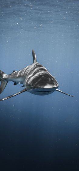 Обои 1080x2340 акула, хищник, подводный мир