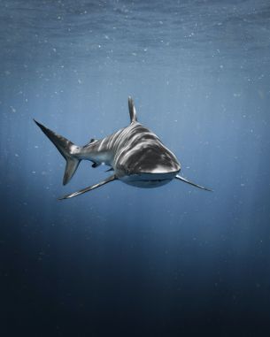 shark, predator, underwater world Wallpaper 3200x4000