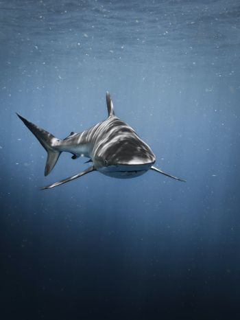 Обои 1536x2048 акула, хищник, подводный мир