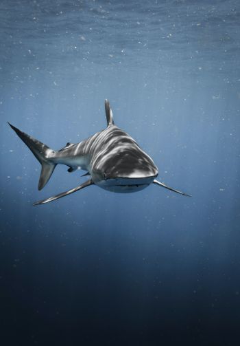 Обои 1640x2360 акула, хищник, подводный мир