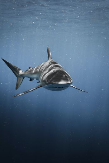 Обои 640x960 акула, хищник, подводный мир