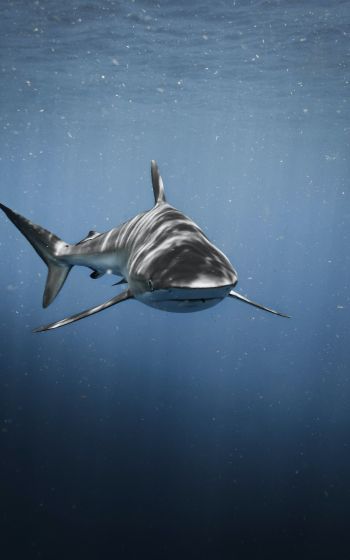 Обои 800x1280 акула, хищник, подводный мир