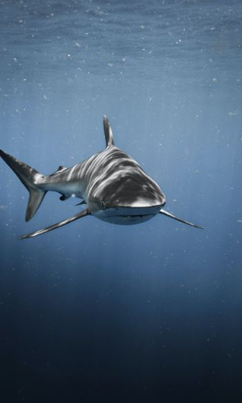 Обои 1200x2000 акула, хищник, подводный мир