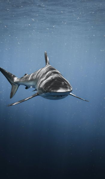 Обои 600x1024 акула, хищник, подводный мир