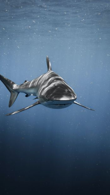 Обои 640x1136 акула, хищник, подводный мир