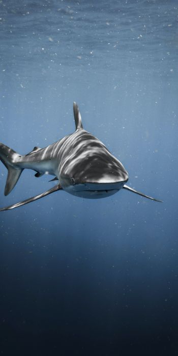 Обои 720x1440 акула, хищник, подводный мир