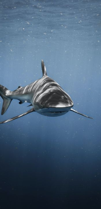 Обои 1440x2960 акула, хищник, подводный мир