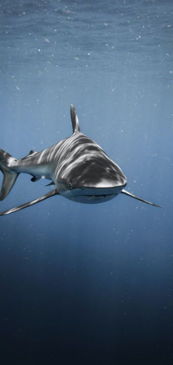 Обои 1440x3040 акула, хищник, подводный мир