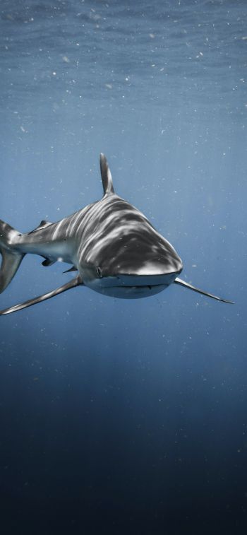 Обои 1125x2436 акула, хищник, подводный мир