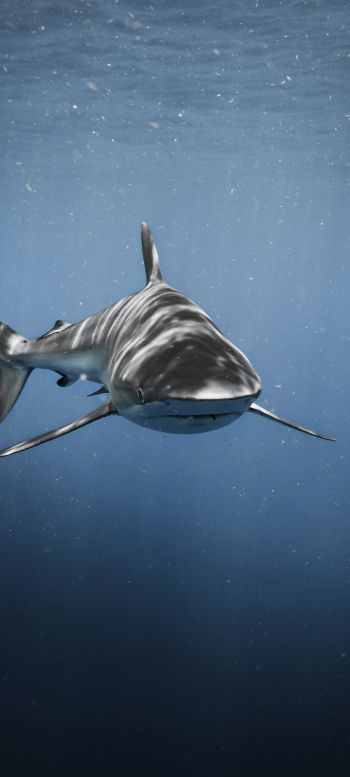 Обои 1440x3200 акула, хищник, подводный мир