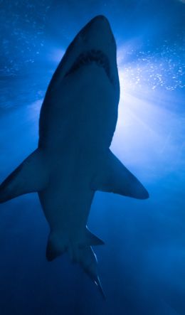 shark, underwater world, predator Wallpaper 600x1024