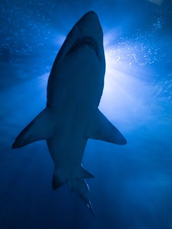 shark, underwater world, predator Wallpaper 1620x2160