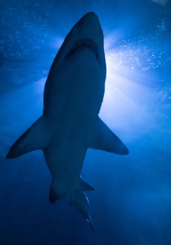 shark, underwater world, predator Wallpaper 1668x2388
