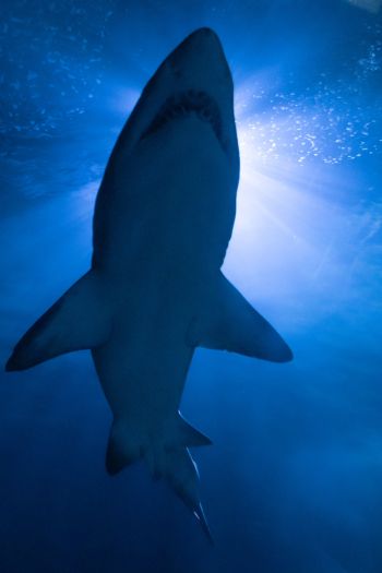 shark, underwater world, predator Wallpaper 640x960