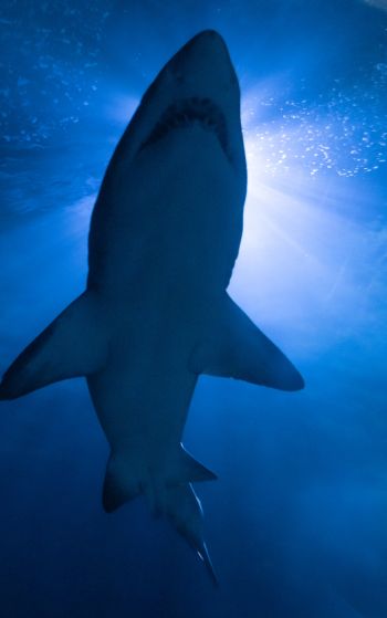 shark, underwater world, predator Wallpaper 1752x2800