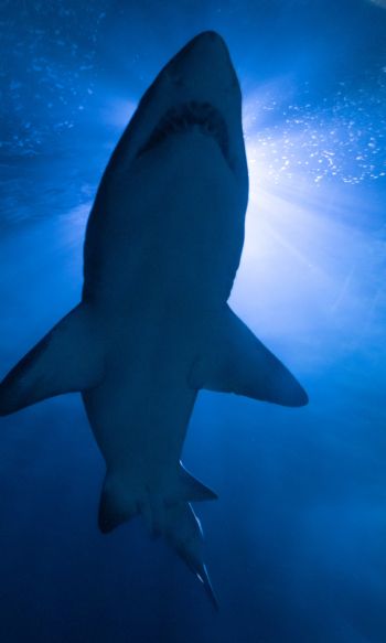 shark, underwater world, predator Wallpaper 1200x2000