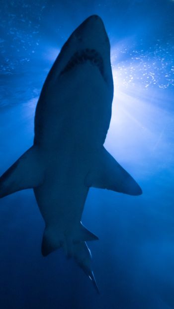 shark, underwater world, predator Wallpaper 640x1136