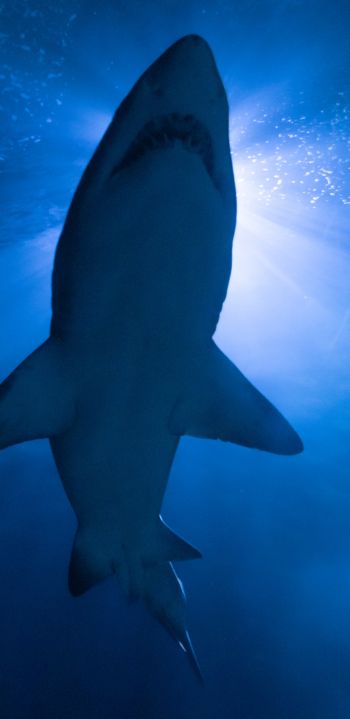 shark, underwater world, predator Wallpaper 1080x2220