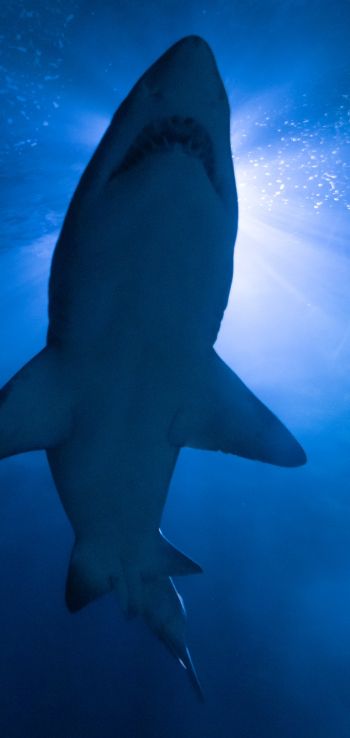 shark, underwater world, predator Wallpaper 1080x2280