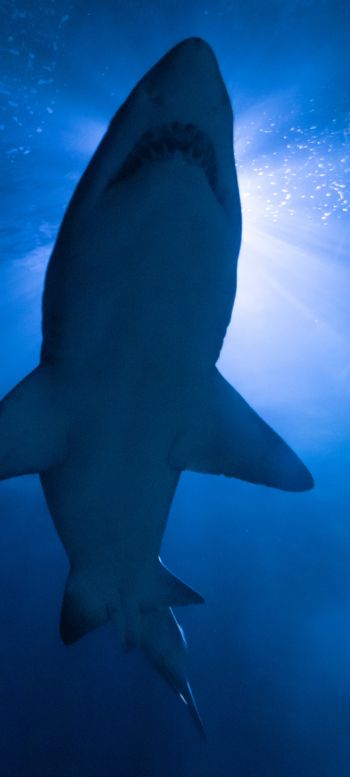 shark, underwater world, predator Wallpaper 1080x2400