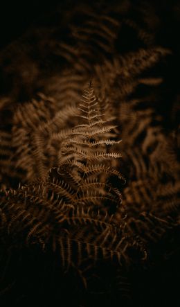 fern, dark Wallpaper 600x1024